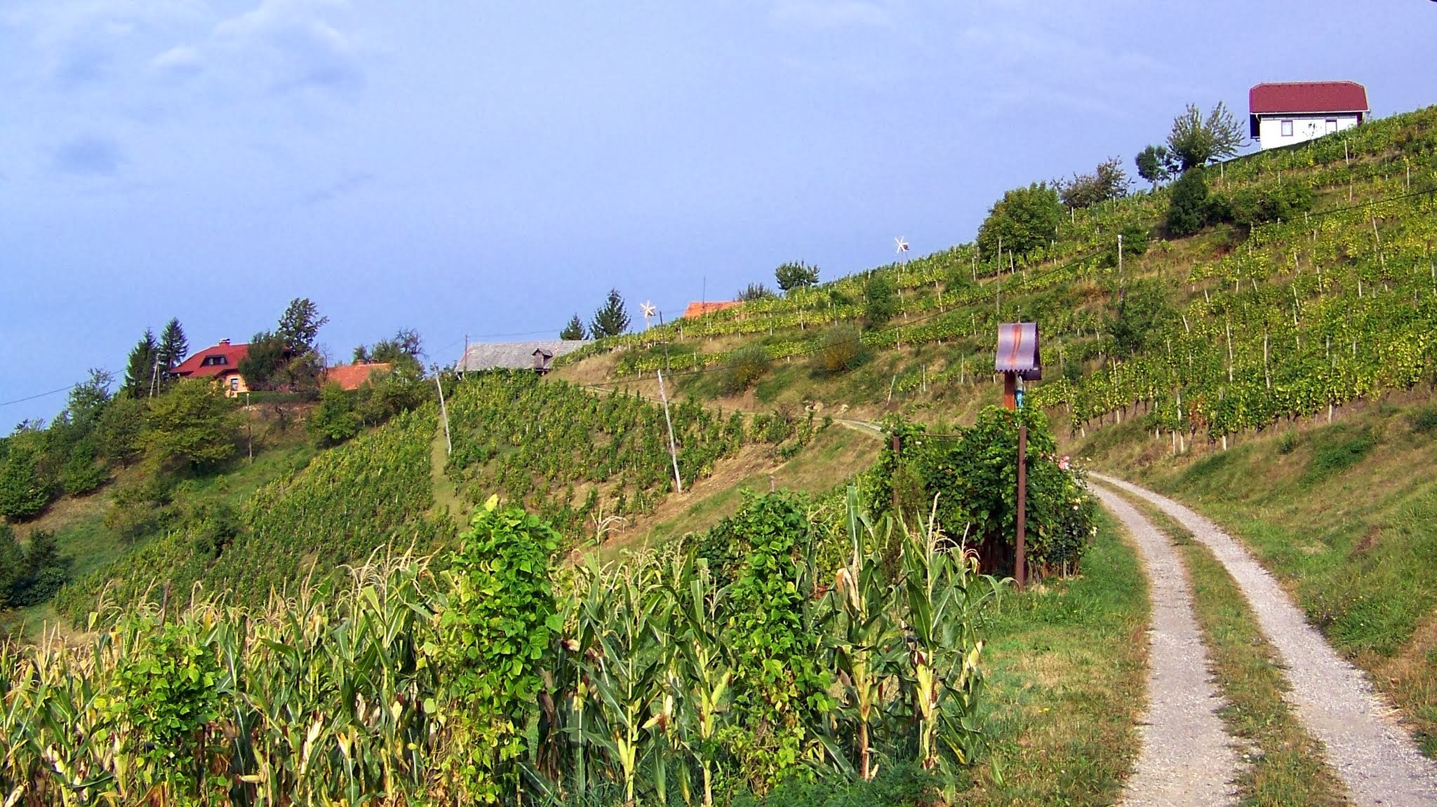 pot-med-vinogradi